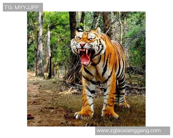 巴林虎与华南虎的生存之争探秘与保护现状分析